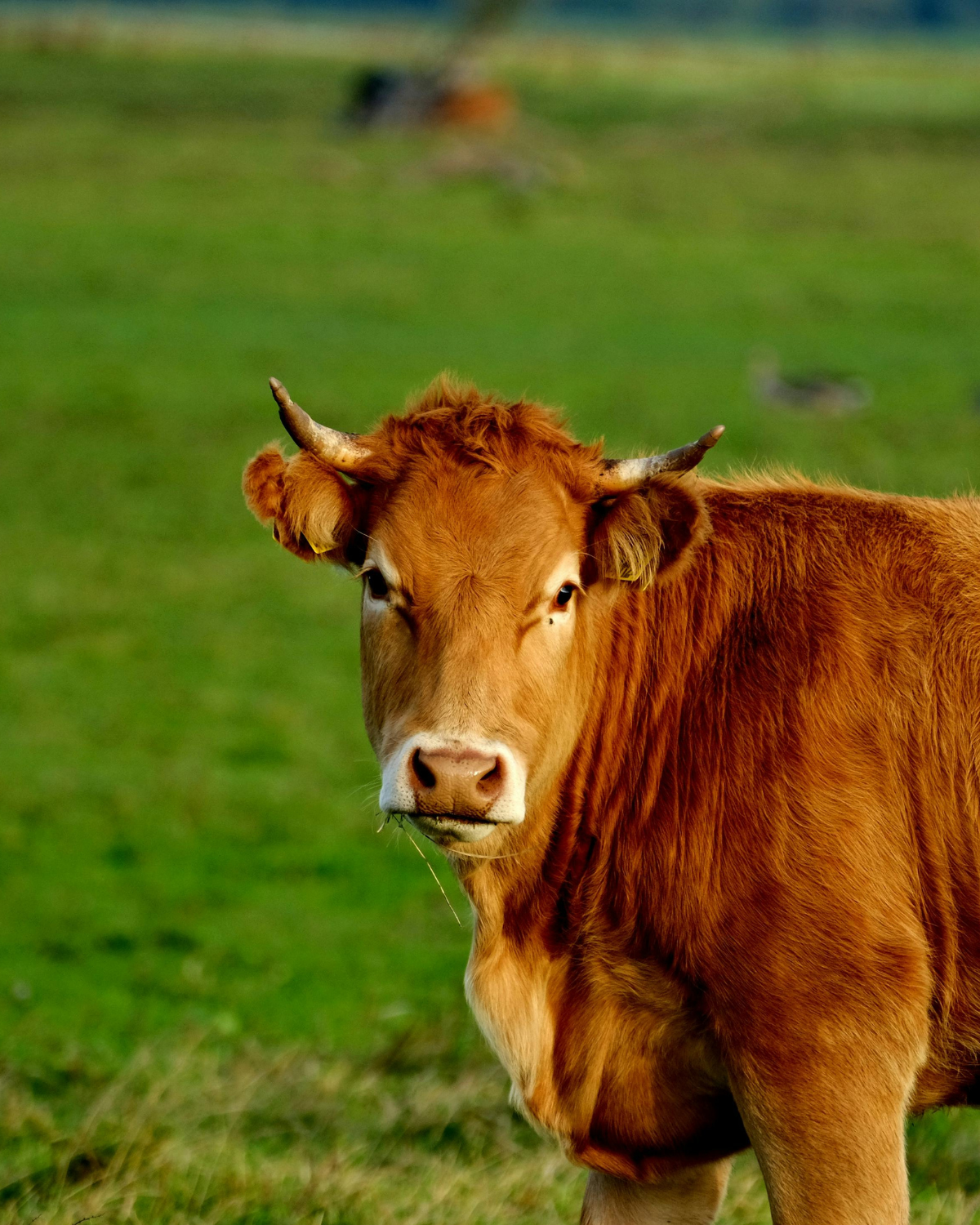 ragu-storico-bolognese