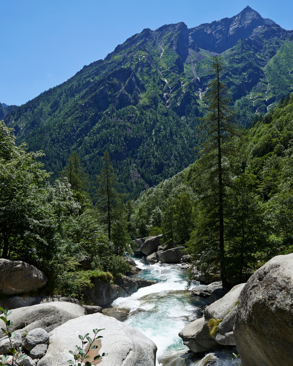 sugo-giallo-salmerino-e-capperi