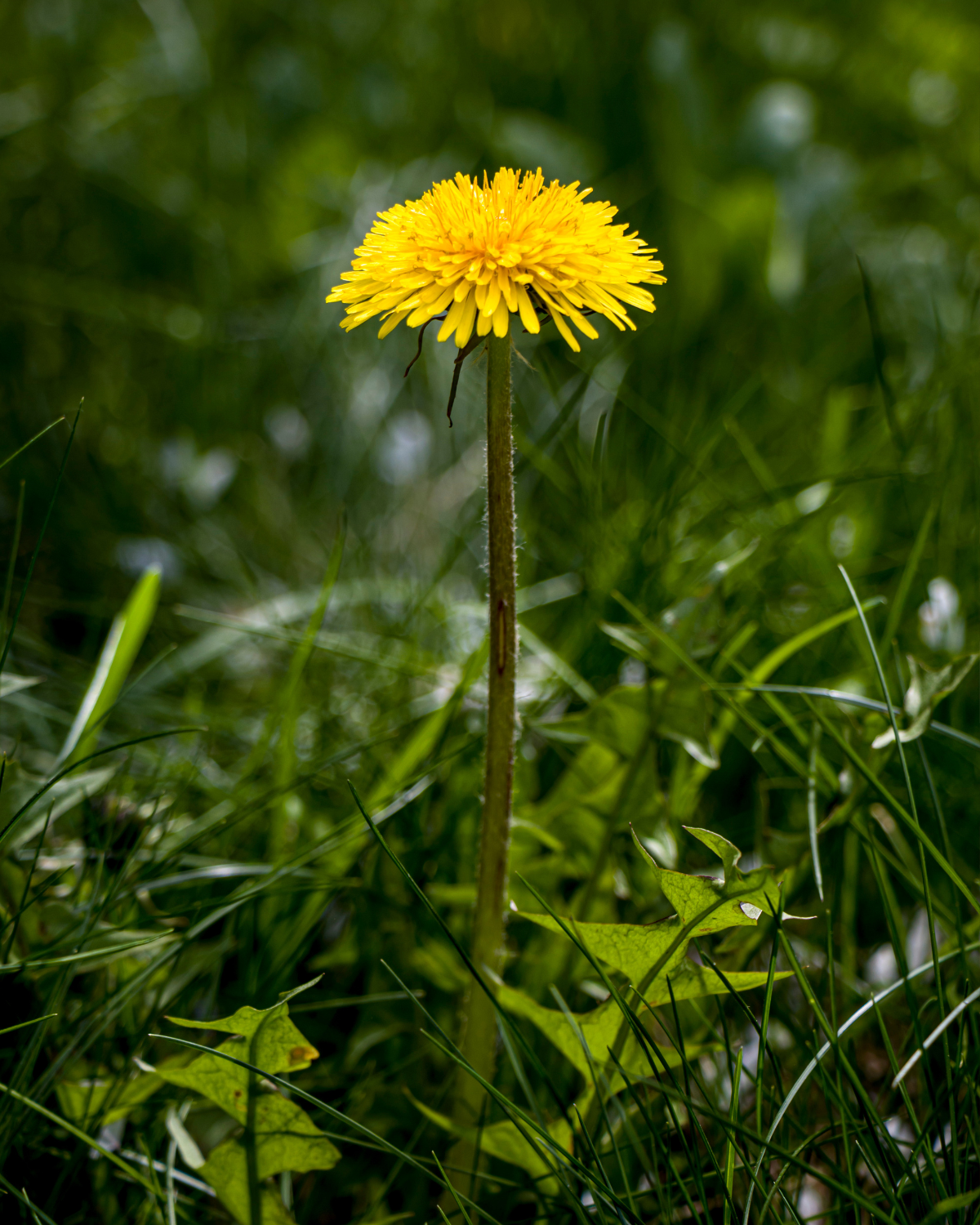 tarassaco-guanciale-balsamico
