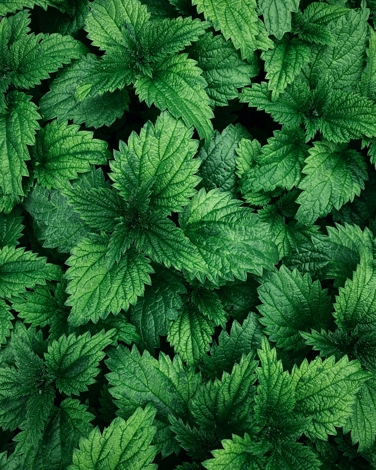 sugo-ortiche-e-pancetta