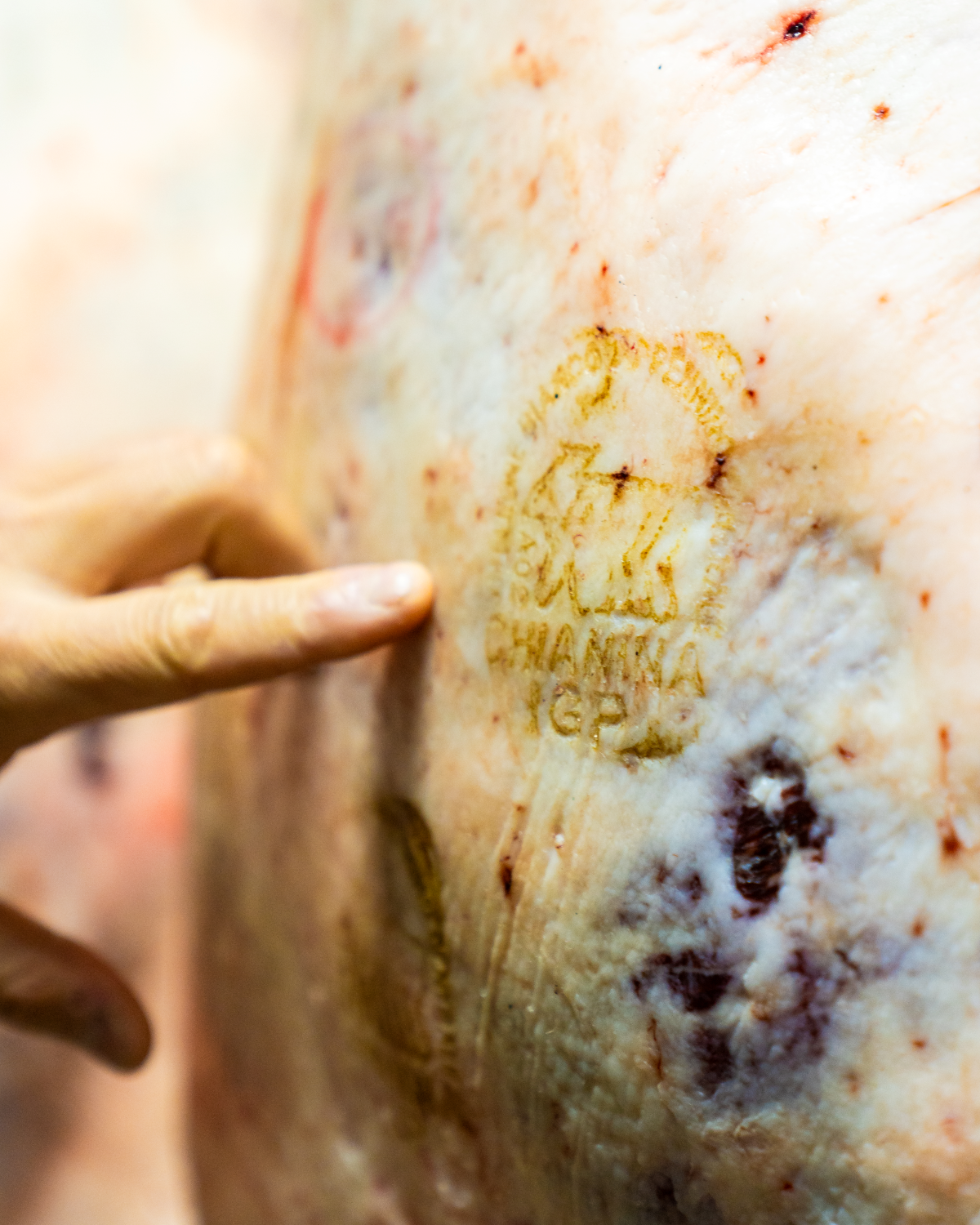 ragu-bianchi-di-chianina-igp