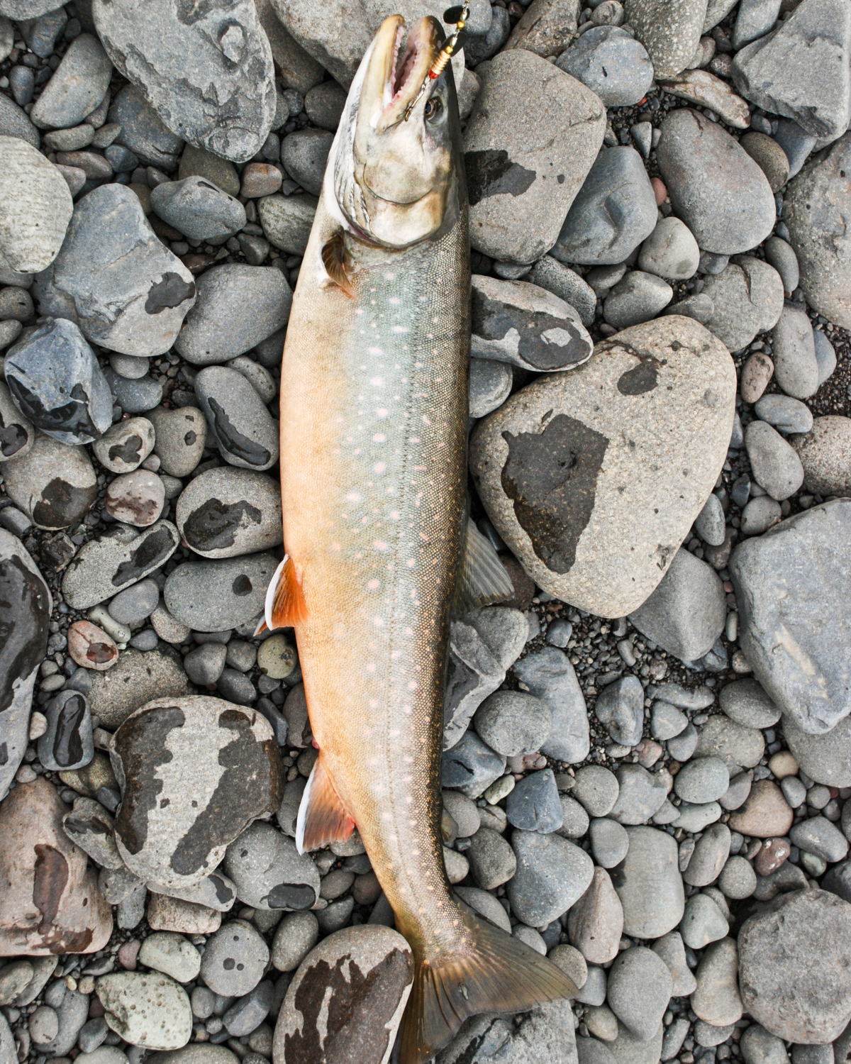 sugo-giallo-salmerino-e-capperi