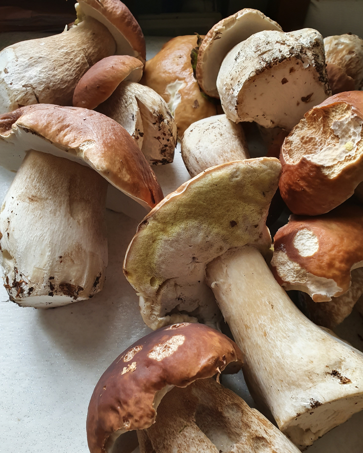 ragu-ai-funghi-del-bosco