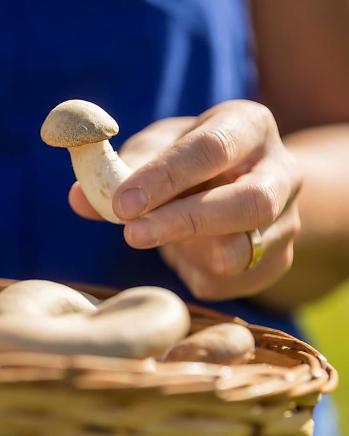 ragu-ai-funghi-del-bosco